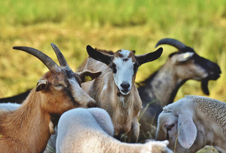 Fernie Using Goats to Eat Invasive Weeds