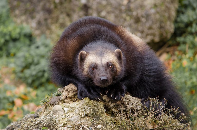 Wildsight to Host Wolverine Presentation in Kimberley