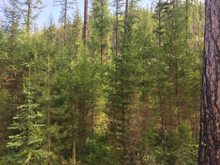 CBT Provides Funding for Wildfire Mitigation Projects