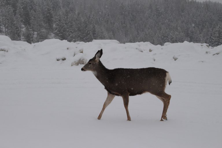 Conservation Officers Investigate Dead Deer in Fernie