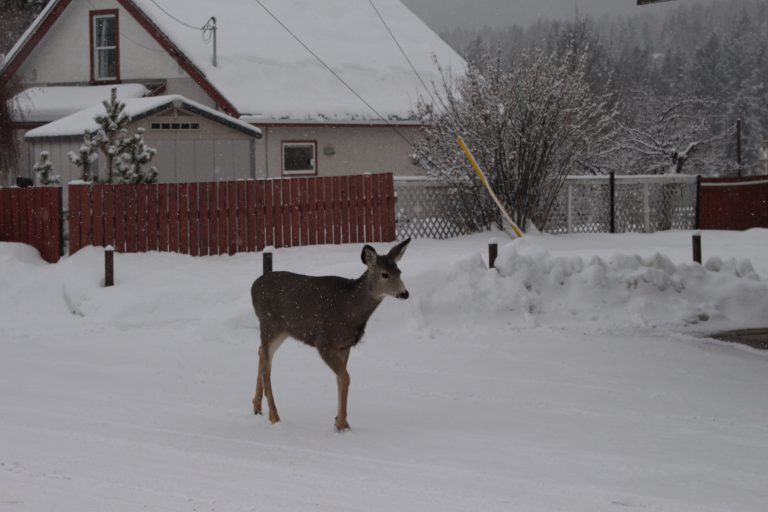 Urban deer population to be tested for chronic wasting disease