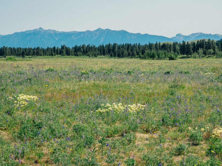 Two Dogs Reportedly Dead and Another Extremely Ill Following Wycliffe Butte Walks