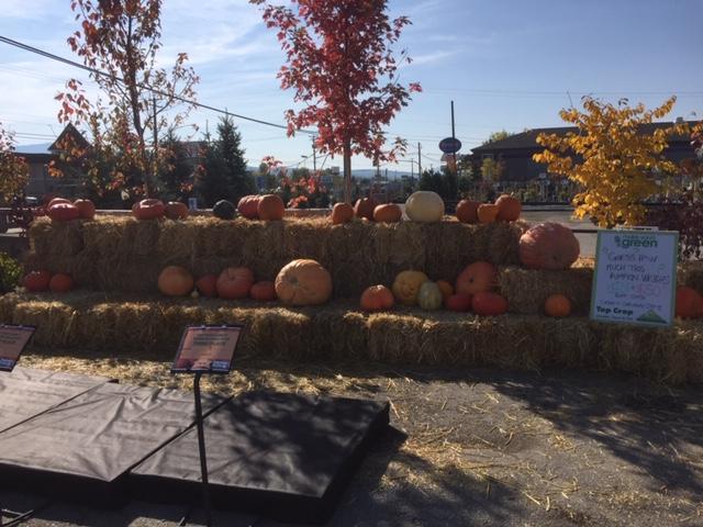 Top Crop Giant Pumpkin Growing Contest 2020 Wrap