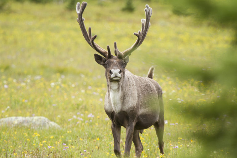 Wildsight seeking immediate action on caribou habitat loss