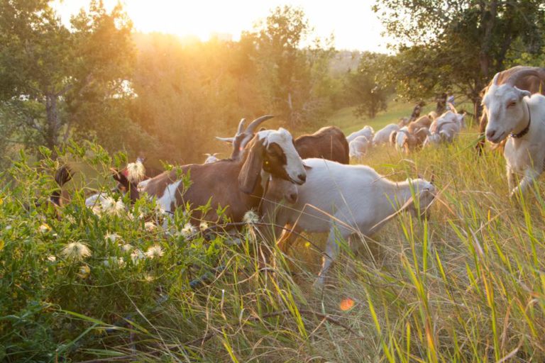 Cranbrook using goats to manage invasive plants