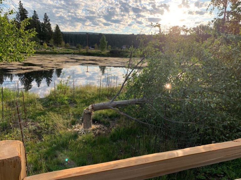 Cranbrook to relocate beaver causing problems at Idlewild Park