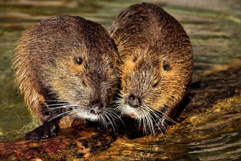 Cranbrook provides clarity on Idlewild Park beaver relocation