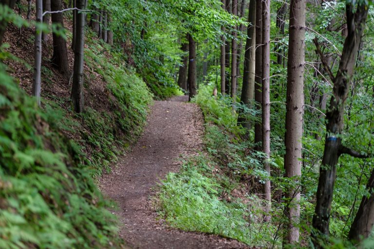 Cranbrook Community Forest Trail project completed