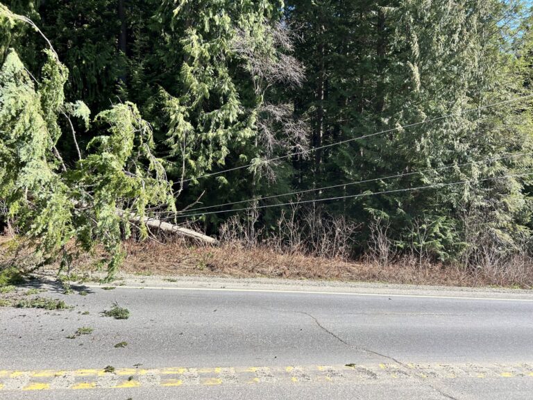 BC Hydro survey shows most don’t know what to do with downed line