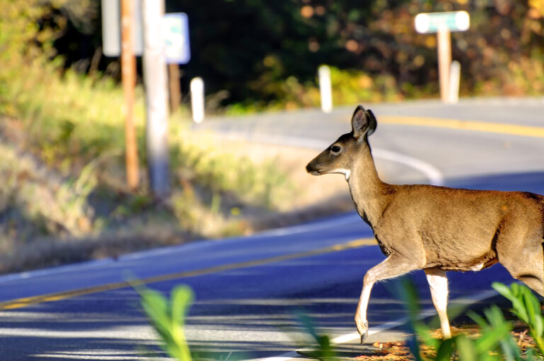 Kootenay drivers urged to stay vigilant of wildlife