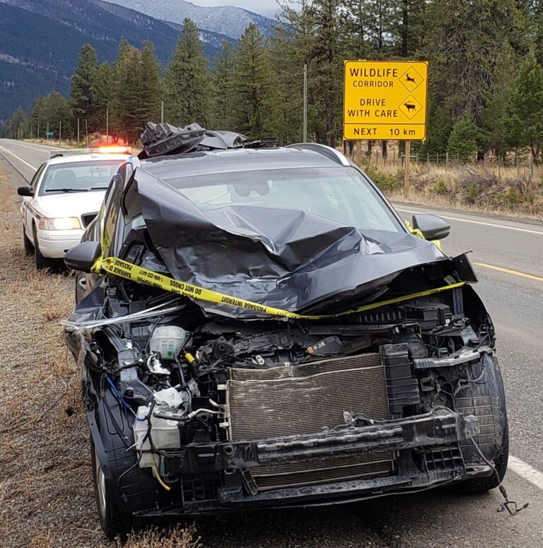 Pair of wildlife collisions in the Elk Valley prompt safety reminders