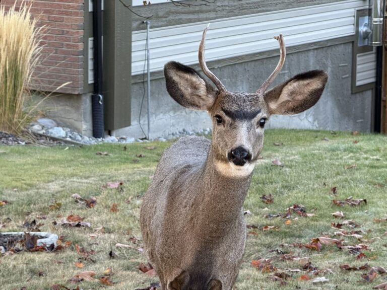 Province issuing special hunting permits for CWD testing