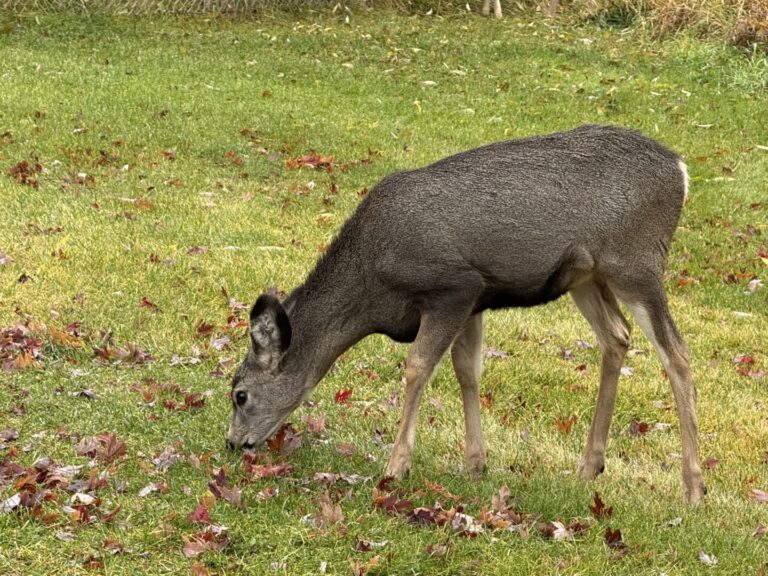 Third case of chronic wasting disease confirmed near Cranbrook