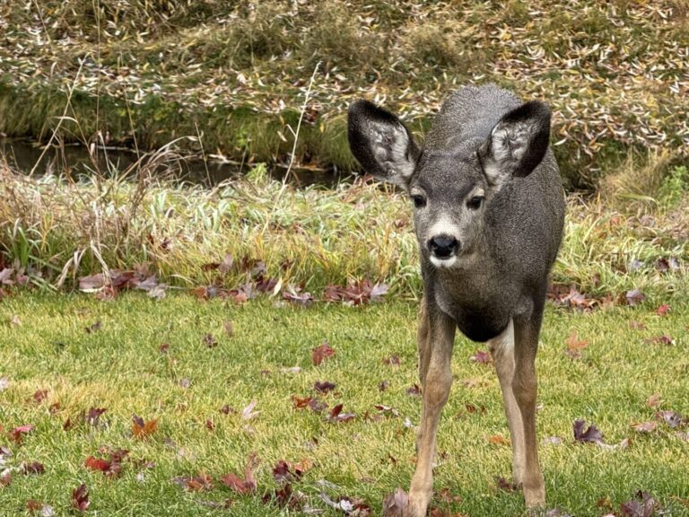 Mandatory CWD testing still in effect as deer hunting season gets underway