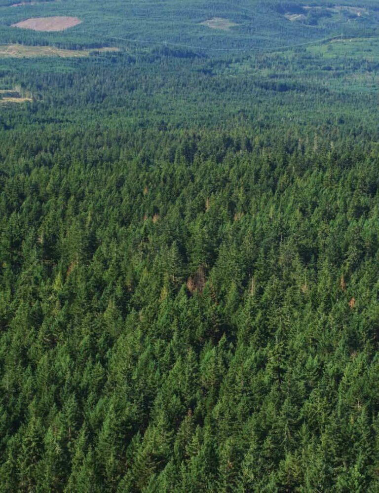 Make forestry great again in BC, business council urges province