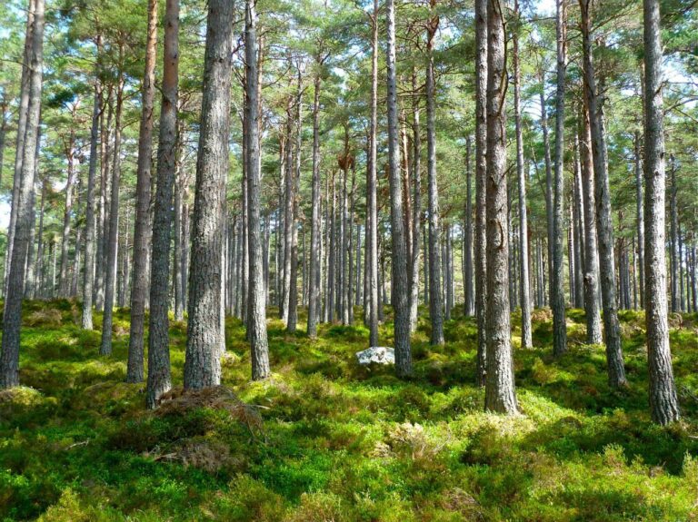 BC Timber Sales review launched to support forestry sector